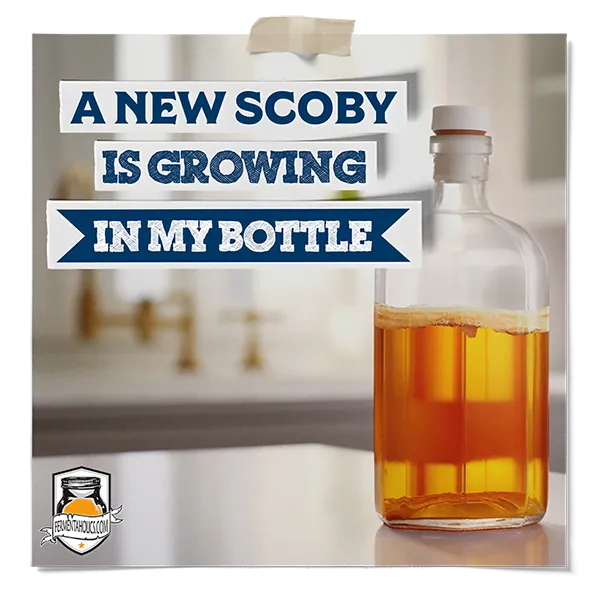 A New Scoby Is Growing In My Bottle