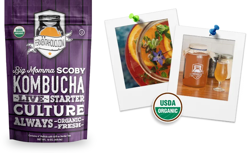 Big Momma Scoby Kombucha