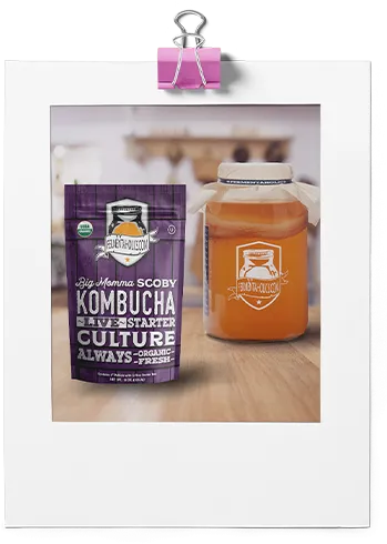 Extra Large Kombucha Scoby Culture