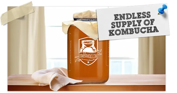 Classic Kombucha Scoby Live Culture