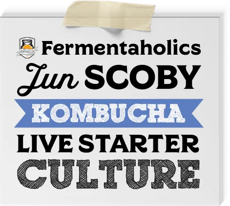 Jun Kombucha Scoby