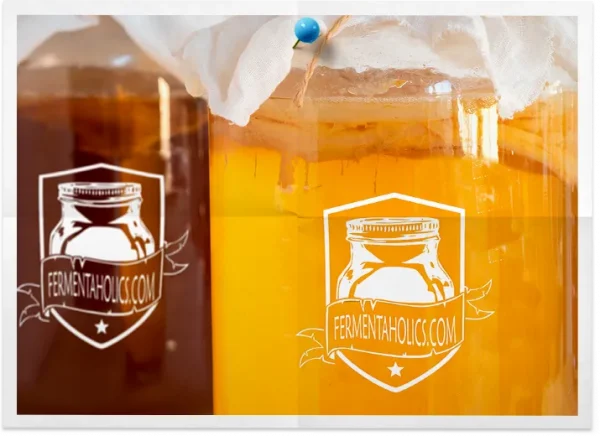 Organic Jun Kombucha Scoby