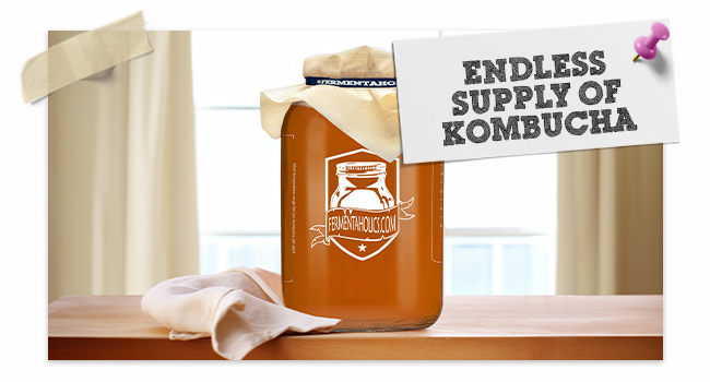 Organic Big Momma Kombucha Scoby Supply