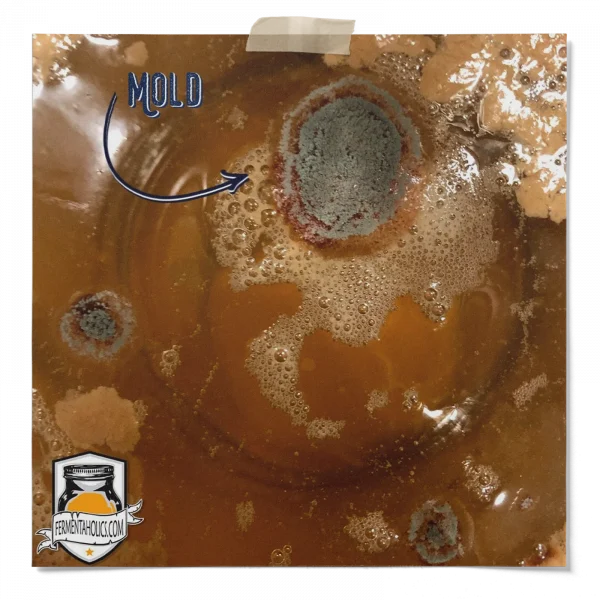 Brown Stuff Floating In My Kombucha