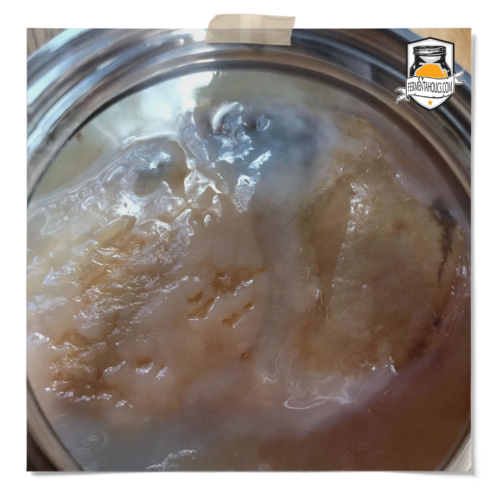 Kombucha Pellicle
