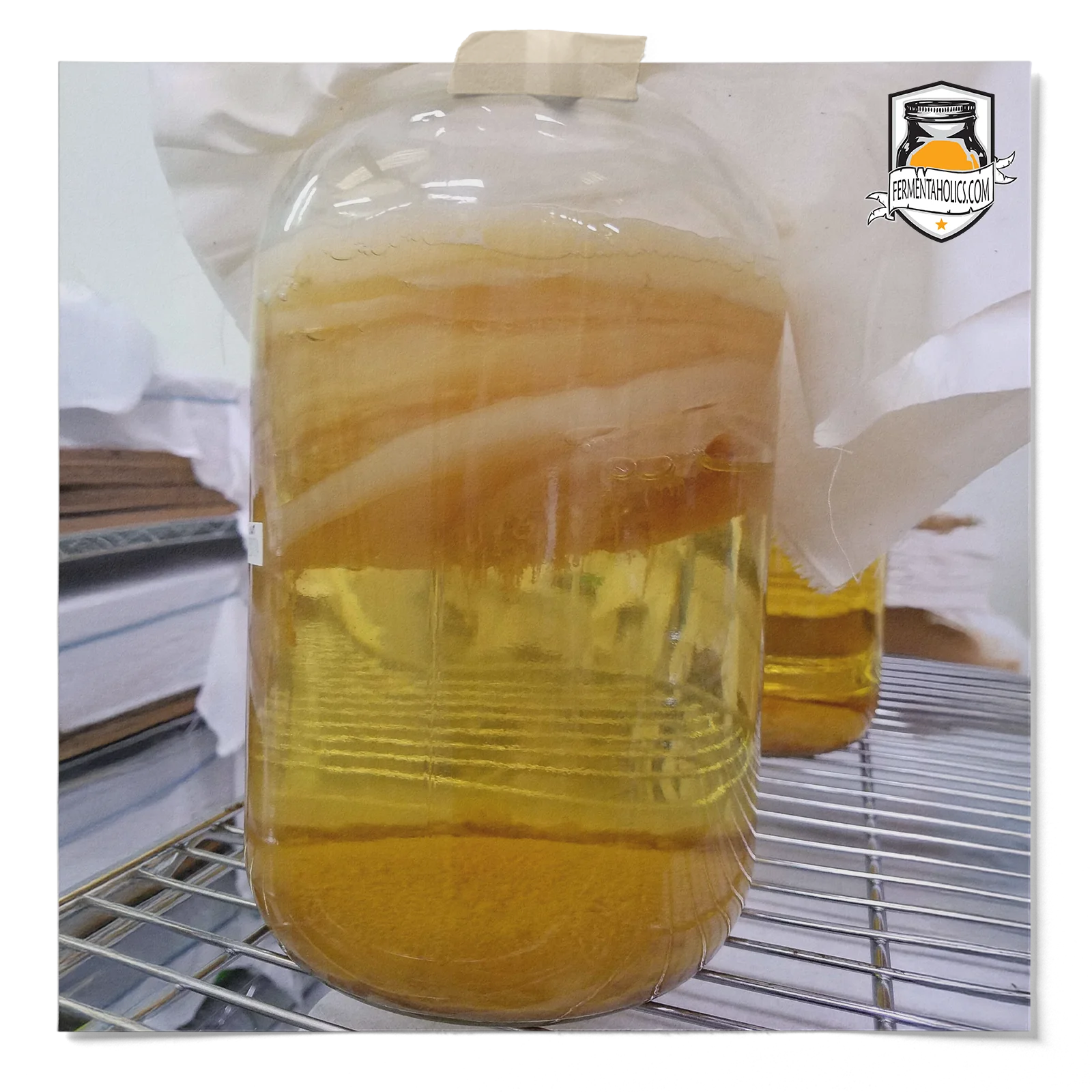 Kombucha Scoby Pellicle