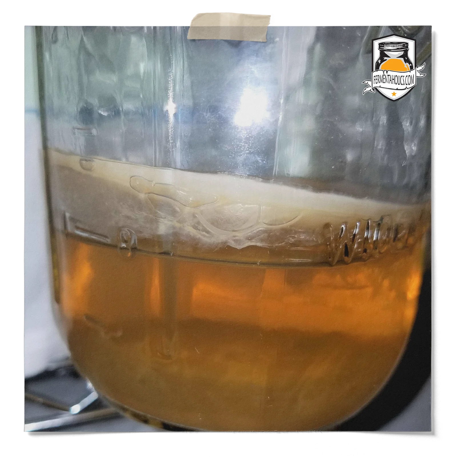 Organic Kombucha Pellicle