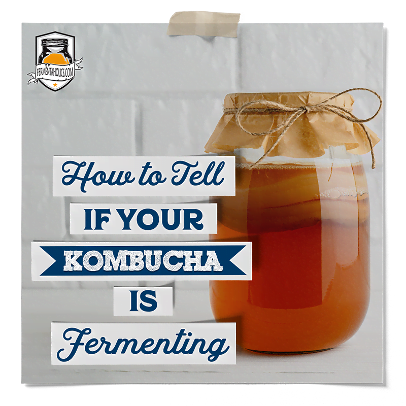 Is My Kombucha Fermenting?