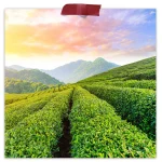 Guayusa Leaf Extract