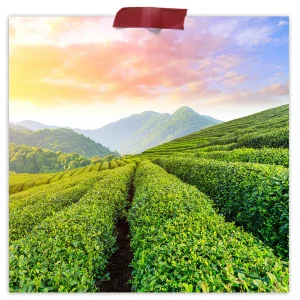 Gun Powder Green Tea
