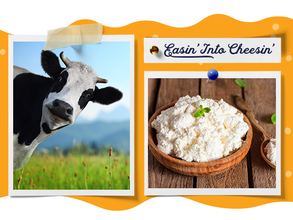 Cheesemaking Kit