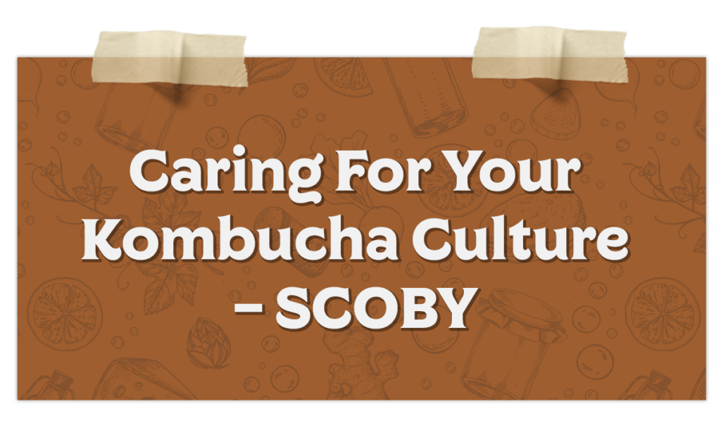 Caring For Your Kombucha Culture – SCOBY