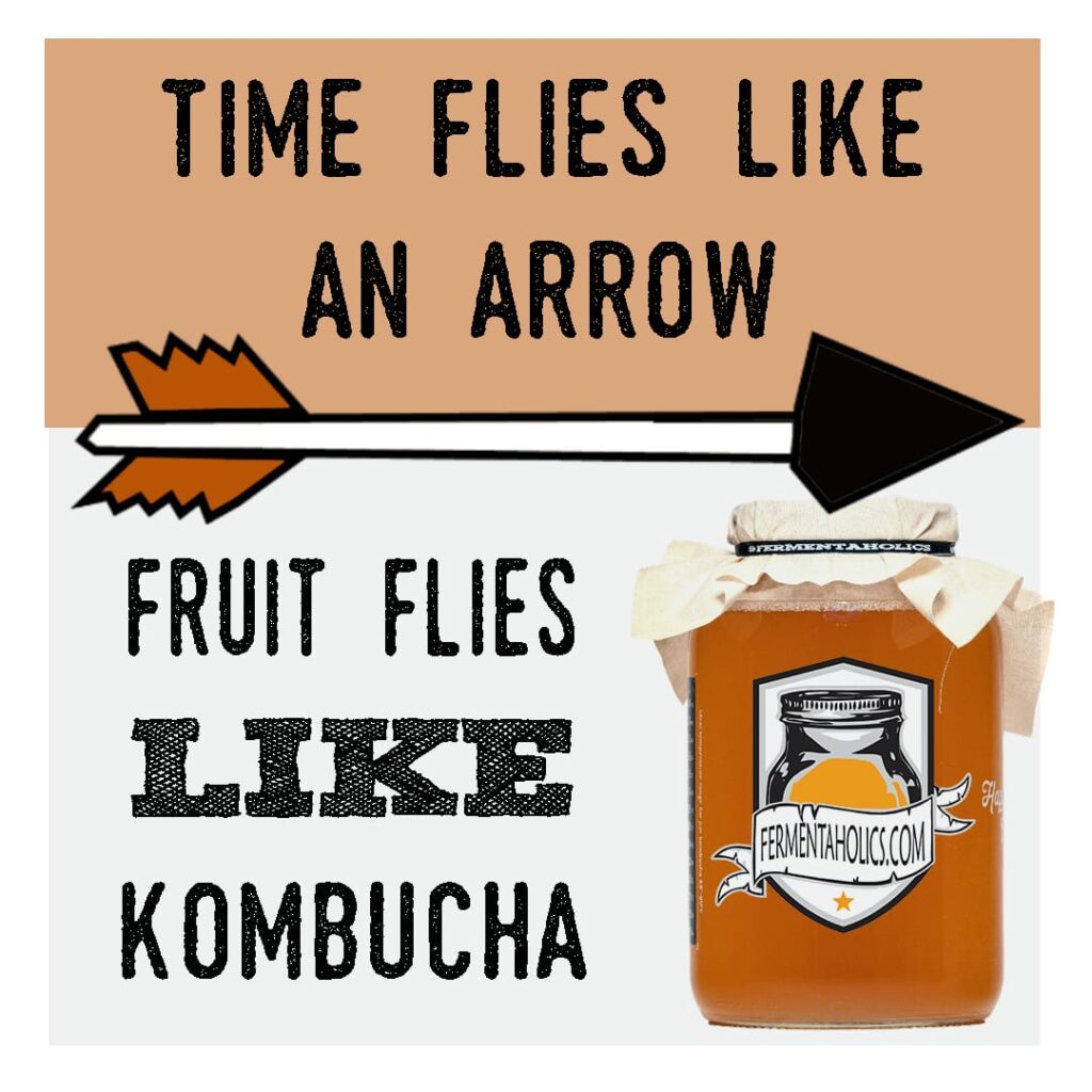 Kombucha Fruit Flies