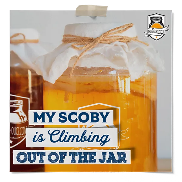My Scoby Is Climbing Out Of The Jar