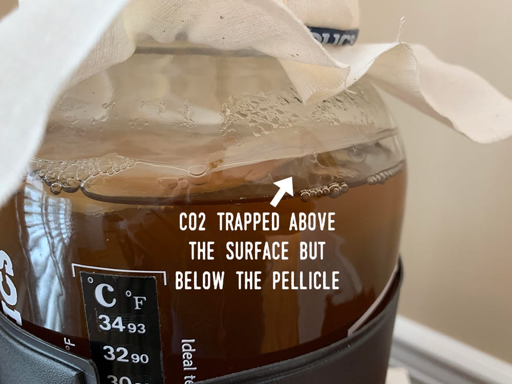 Kombucha brewing - co2 trapped under scoby pellicle