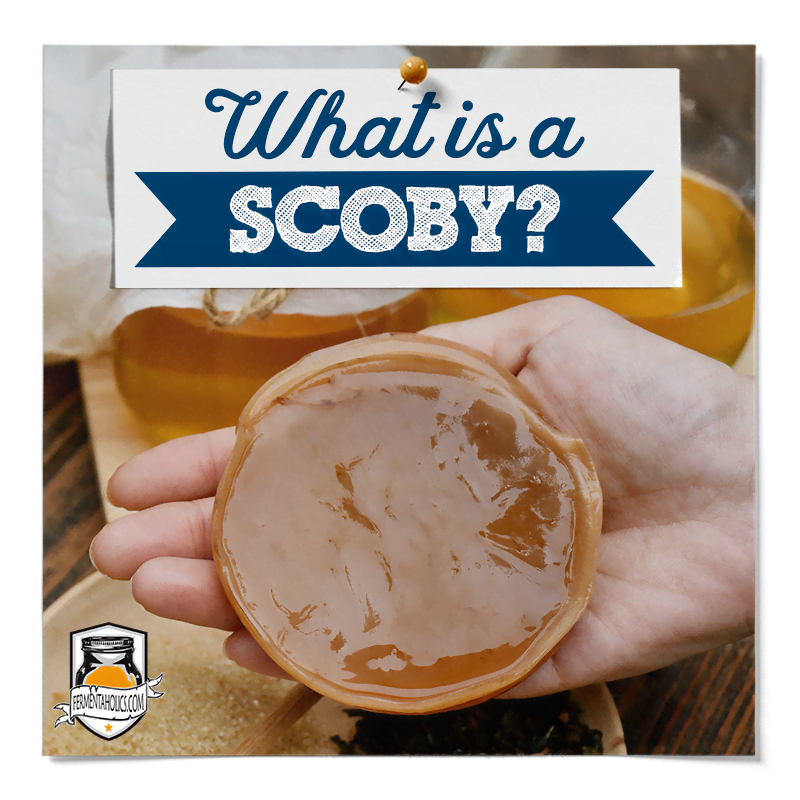 What Is A Scoby