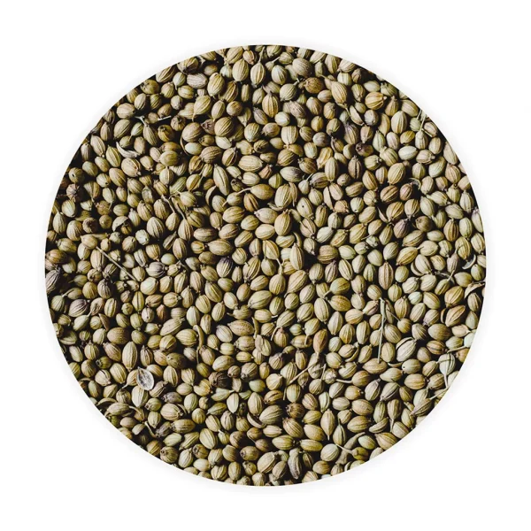 Coriander Seeds