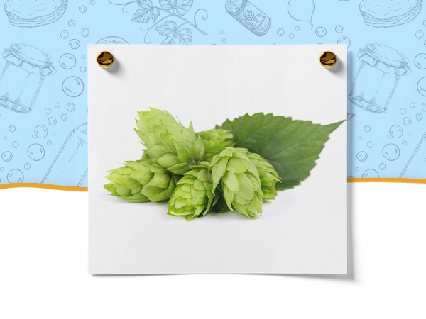 Beer Hydrometer