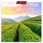 Loose Leaf Green Tea
