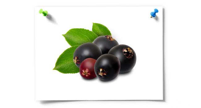 Sambucus Elderberry Syrup