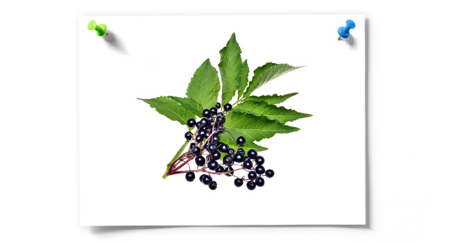 Diy Elderberry Syrup