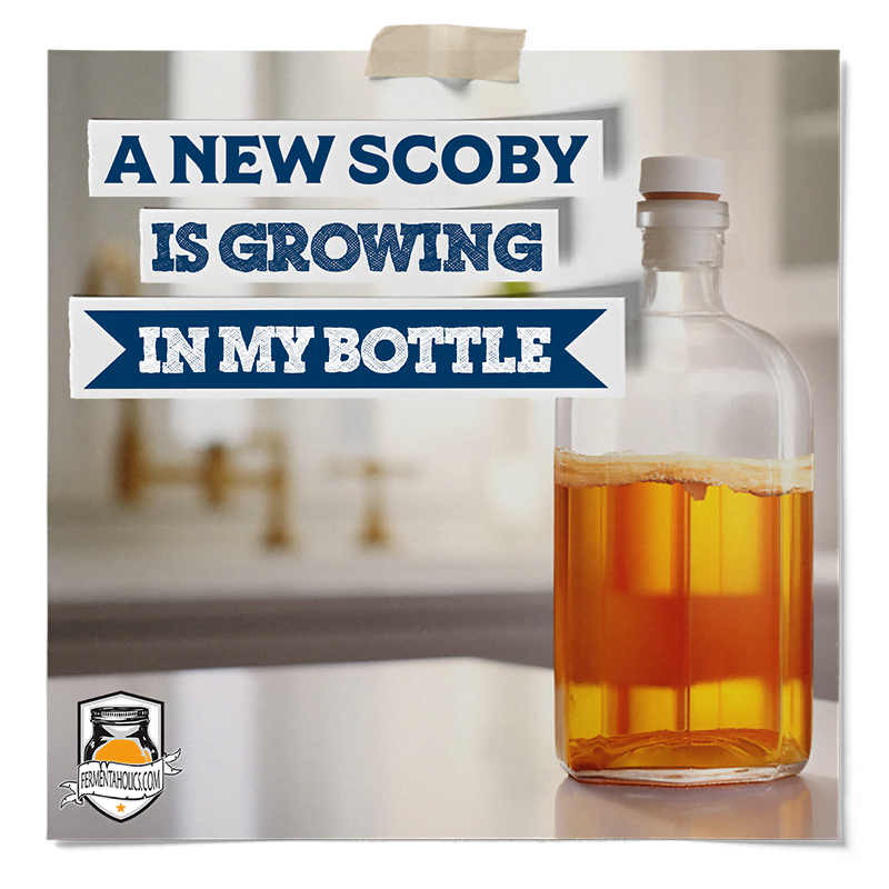 Bottled Kombucha Growing Scoby
