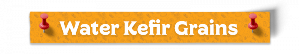 Water Kefir Grains 2