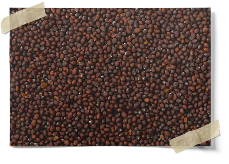 Bulk Brown Mustard Seed