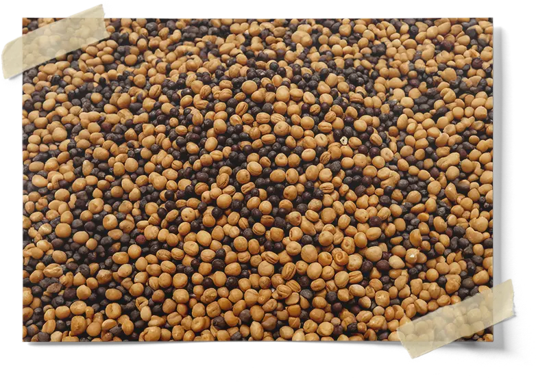 Yellow And Brown Mustard Seeds